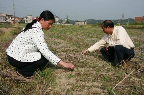 寧化培育良種油茶苗百萬(wàn)株