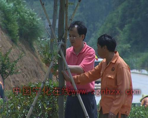 寧化公路局強化公路綠化管護