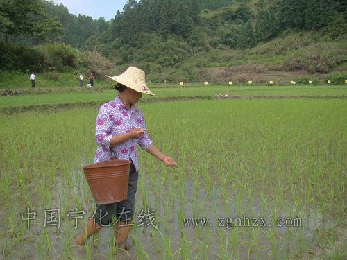 寧化15萬畝農田吃上特制“營養餐”