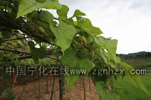 濟村鄉(xiāng)對接科研成果發(fā)展羅漢果生產(chǎn)