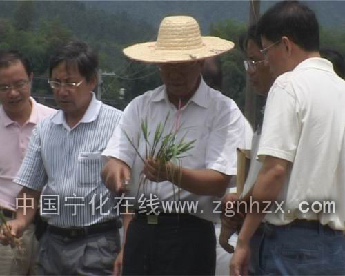 中科院院士謝華安到寧化指導糧食高產(chǎn)創(chuàng)建工作