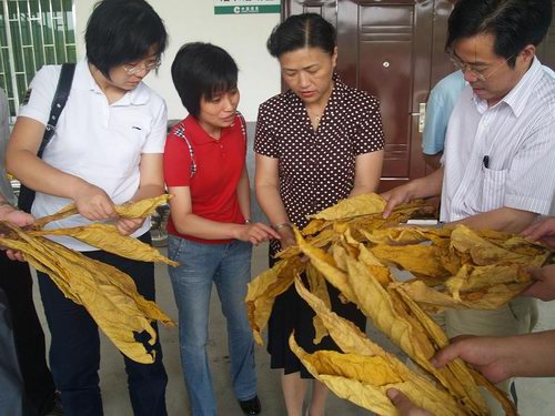 寧化廠辦基地煙葉調(diào)撥計劃量逾25萬擔