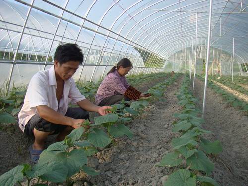 周光托：種大棚蔬菜忙致富