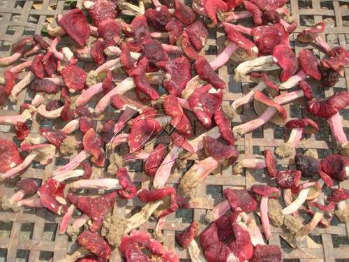 安遠董王坑：一個百年紅菇村的護林故事