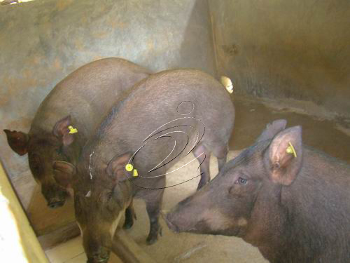 伍炎根：養特種野豬尋富路