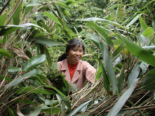 治平：片片小粽葉  蘊含大商機