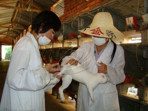 “公司+院校+基地+農戶”模式促寧化獺兔業發展