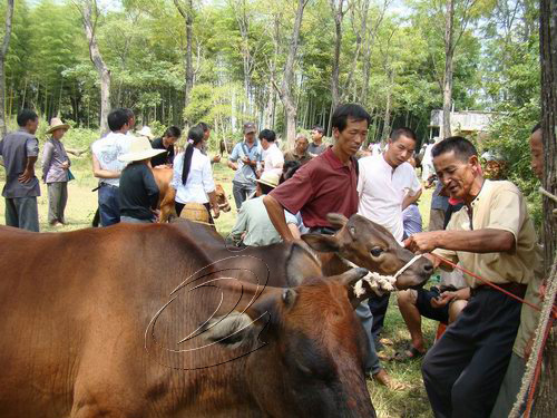 寧化店上村牛會交易紅火