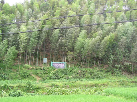 民族風采：坪埔村的毛竹成了搖錢樹