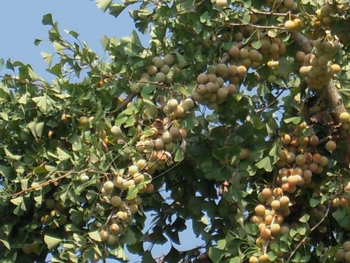 中沙鄉高坪村銀杏飄香