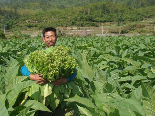 “精彩寧化”：烤煙面積和產(chǎn)量全省第一