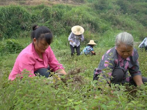寧化城南鄉(xiāng)百畝仙草喜獲豐收