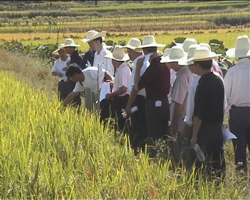 寧化召開水稻新品種觀摩會(huì) 展示68個(gè)新品種