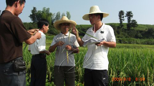 河龍貢米新品種示范推廣獲成功