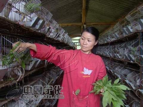 巫圣源老當益壯成養殖能手