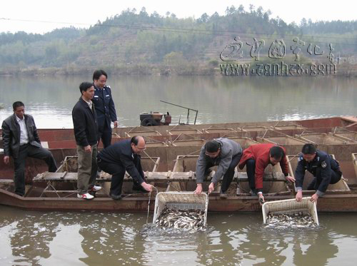 8萬尾魚苗投放翠江