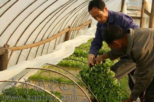 文明單位創(chuàng)建風(fēng)采⑦：寧化煙草：風(fēng)好正是揚(yáng)帆時(shí)