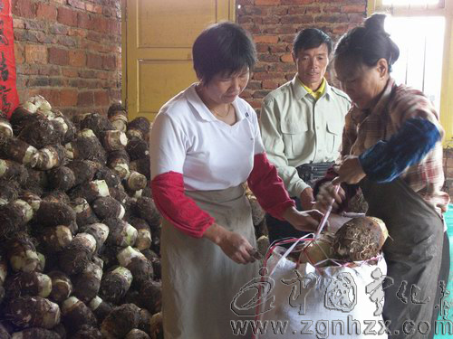 “檳榔芋大王”伍基金