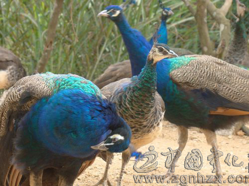 文明單位創(chuàng)建風采18：黃莊：路不拾遺的“省級文明村”