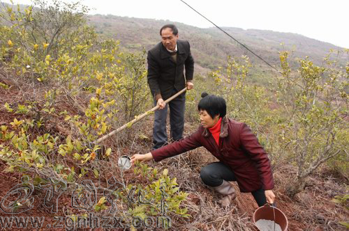 寧化4000畝油茶低產(chǎn)林吃上免費“營養(yǎng)餐”