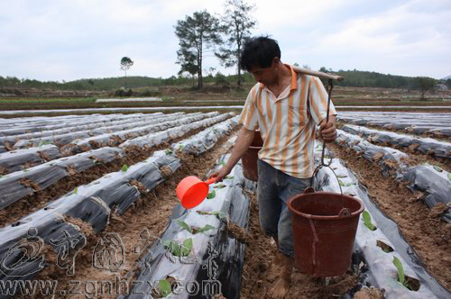 寧化11萬畝翠碧一號煙葉移栽完畢