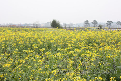寧化2.5萬畝油菜長勢喜人