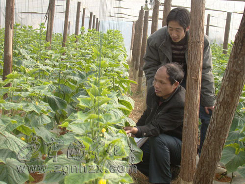 人勤春來早 寧化開鑼唱好“特色戲”