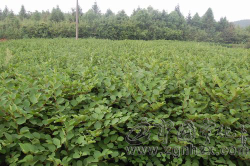 寧化喜獲“中國虎杖之鄉”稱號