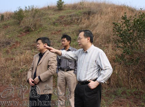 陳忠杰調研全縣油茶生產情況