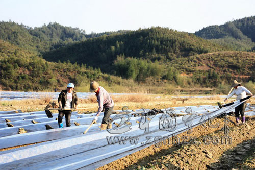 雹災(zāi)剛走凍害又至  寧化煙苗受損嚴重