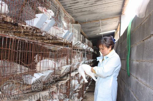 徐秋桂：家門口養獺兔  顧家致富兩不誤