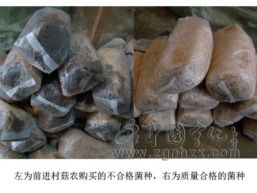 前進(jìn)村20多戶菇農(nóng)買不合格菌種苦不堪言