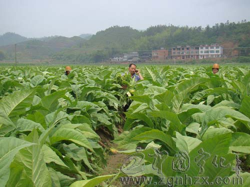 寧化建立3000畝清香型煙葉示范點(diǎn)