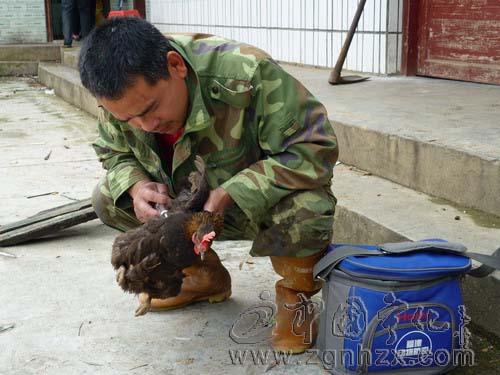 泉上鎮全面開展春季動物疫病防控工作