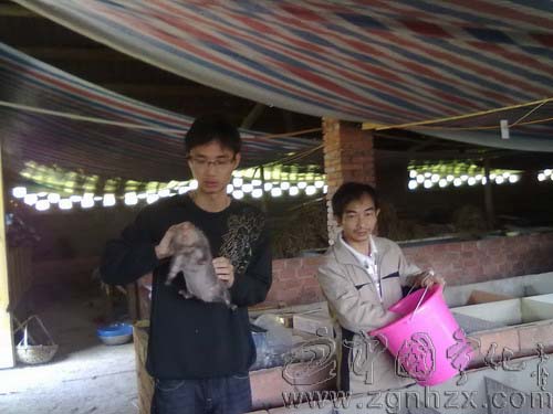 返鄉(xiāng)大學(xué)生養(yǎng)竹鼠闖新路