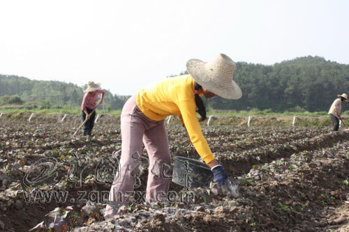 城南鄉(xiāng)發(fā)展蔬菜種植助農(nóng)增收