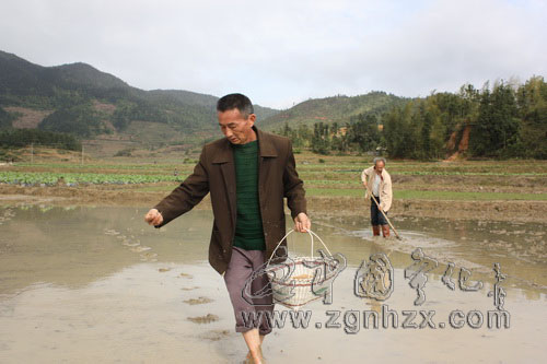 寧化10萬畝河龍貢米忙育秧
