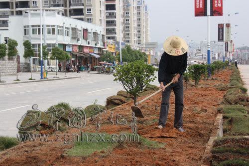 寧化城區(qū)中環(huán)路隔離帶換“新裝”