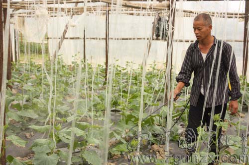 寧化農技干部田頭“問診”開“處方”