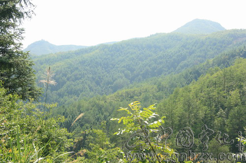 寧化84萬畝生態林有了“保護傘”