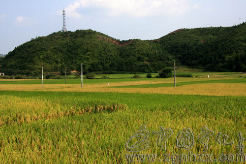 寧化多措并舉推進糧食高產(chǎn)創(chuàng)建