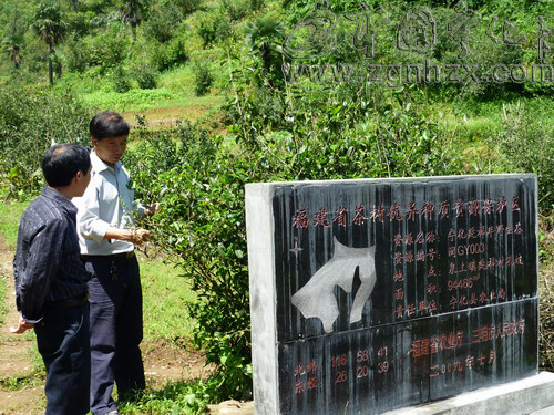 延祥半野生茶納入省茶樹優(yōu)異種質(zhì)資源保護(hù)