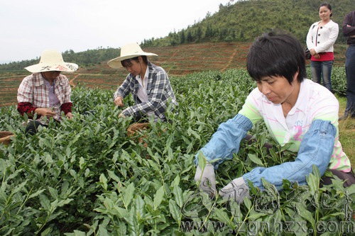 寧化中沙鄉(xiāng)7000畝春茶開采