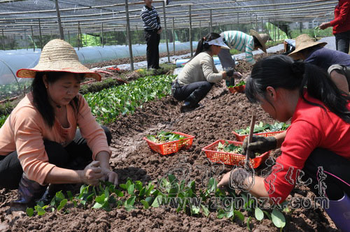 寧化培育高產油茶嫁接苗150萬株