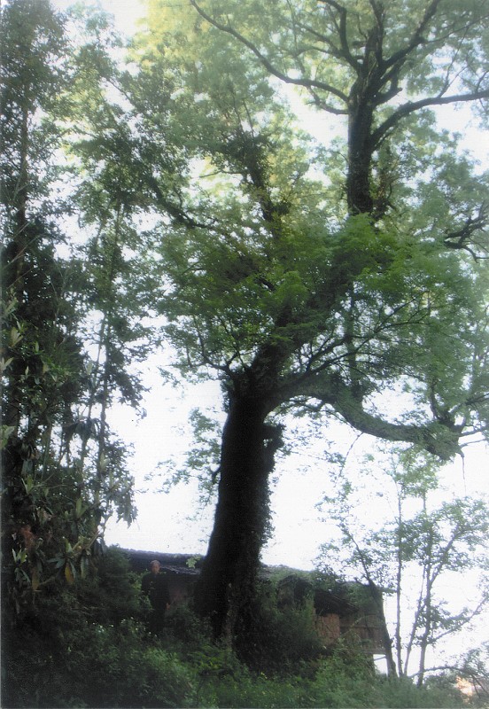 老椿樹守護客家古村