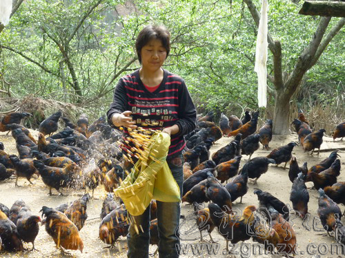 官林金林下養(yǎng)雞嘗甜頭