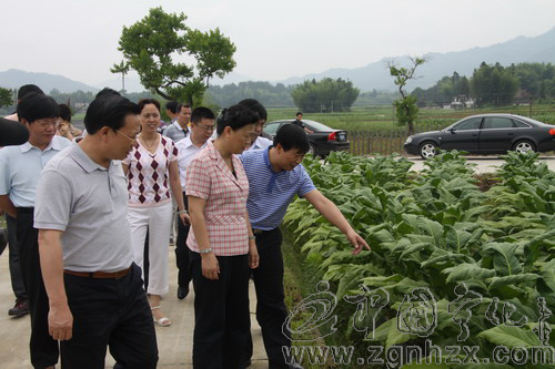 俞惠梅考察寧化煙葉基地建設情況