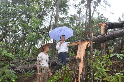 儒地村刮龍卷風　折毀林木近千畝