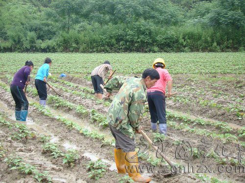 寧化：“檳榔芋大王”不等不靠忙補(bǔ)種