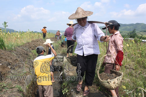湖村群眾忙清渠